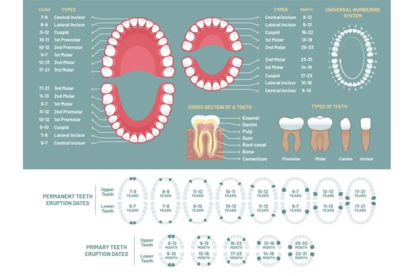 Tooth Anatomy Chart: A Creative Design Resource